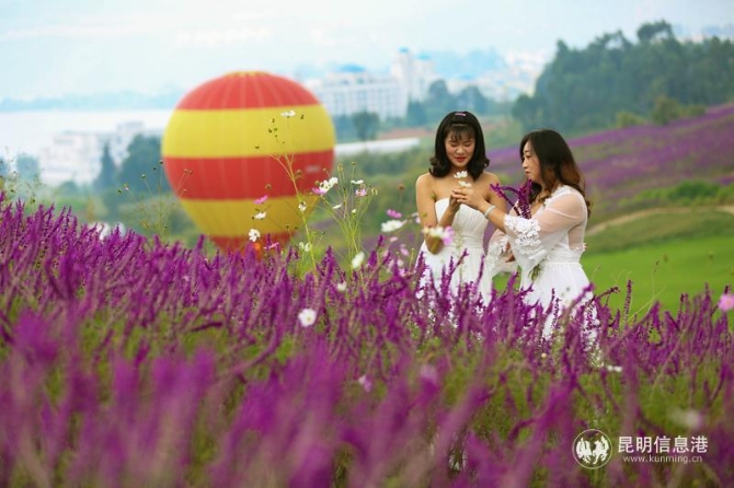 YZH0529紫海夢(mèng) YZH0529紫海夢(mèng)