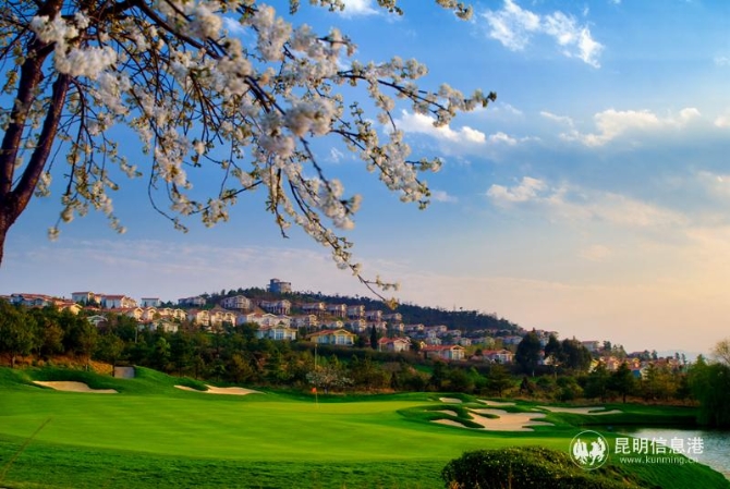 YZH0115春意正濃 YZH0115春意正濃