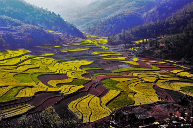 彝鄉(xiāng)花海 (1) 彝鄉(xiāng)花海 (1)