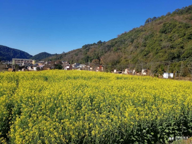 彝鄉(xiāng)花海 彝鄉(xiāng)花海