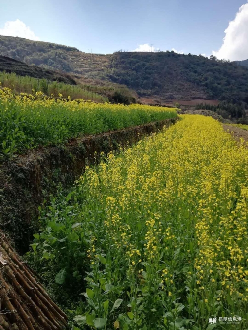 彝鄉(xiāng)花海2 彝鄉(xiāng)花海2