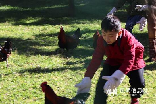 抓雞現(xiàn)場 抓雞現(xiàn)場