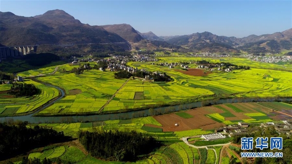 這是2月10日在云南省羅平縣拍攝的油菜花田（無人機(jī)拍攝）3