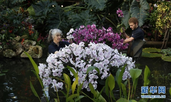 2月7日，在英國(guó)倫敦，工作人員為蘭花展進(jìn)行準(zhǔn)備。