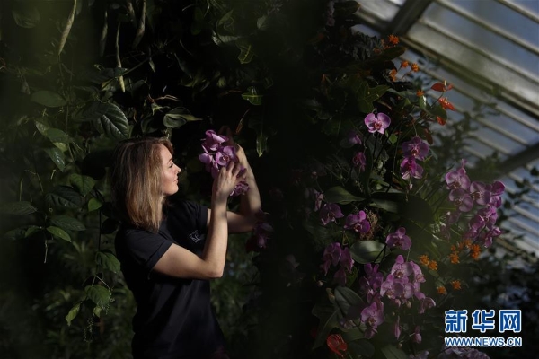 2月7日，在英國(guó)倫敦，工作人員為蘭花展進(jìn)行準(zhǔn)備。3