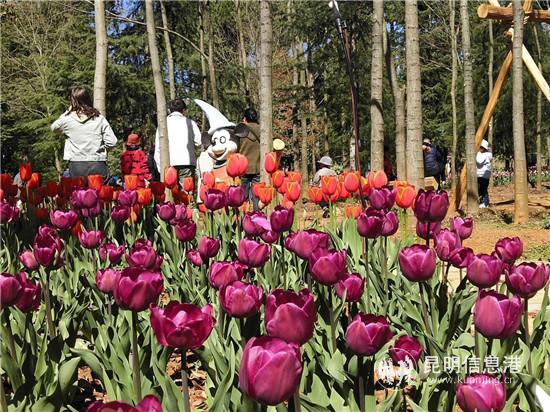 第三屆郁金香文化節(jié) 第三屆郁金香文化節(jié)