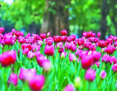 花動(dòng)南國春色——我國南方地區(qū)早春美麗景象掠影