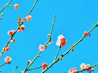 花動(dòng)南國春色——我國南方地區(qū)早春美麗景象掠影