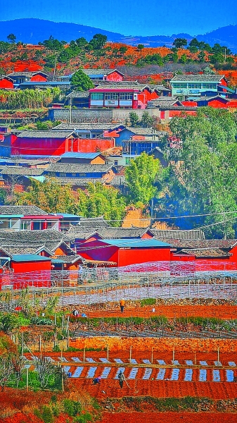 花動(dòng)南國春色——我國南方地區(qū)早春美麗景象掠影