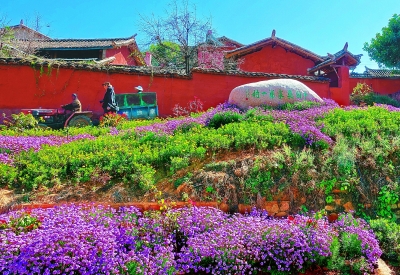 花動(dòng)南國春色——我國南方地區(qū)早春美麗景象掠影