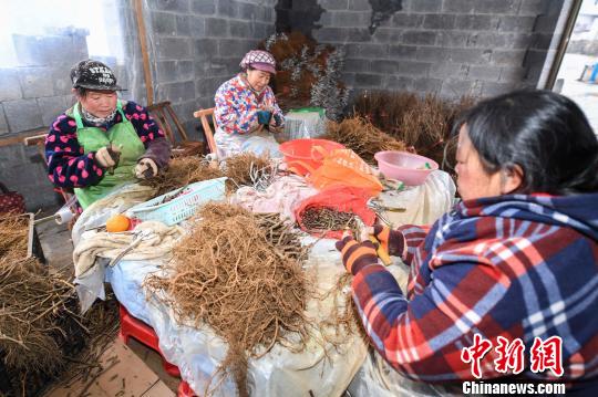 “女子嫁接隊(duì)”一些隊(duì)員正在嫁接紅心獼猴桃苗木?！钊A峰 攝