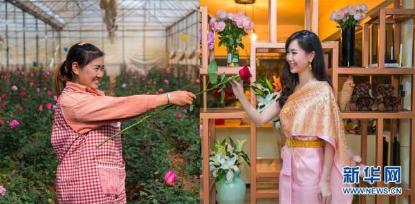 從云南田間到泰國花店——云南鮮花的南洋之旅