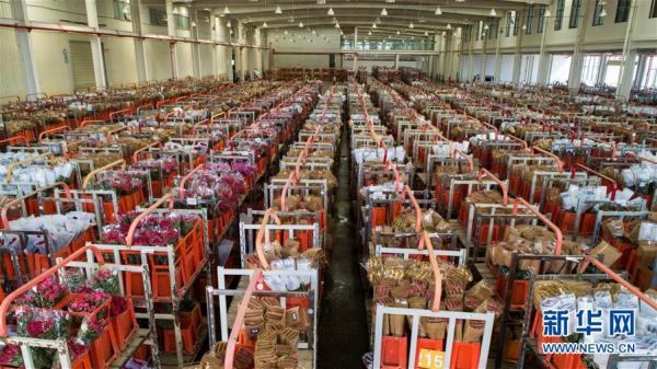 從云南田間到泰國花店——云南鮮花的南洋之旅