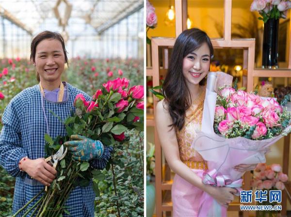 從云南田間到泰國花店——云南鮮花的南洋之旅