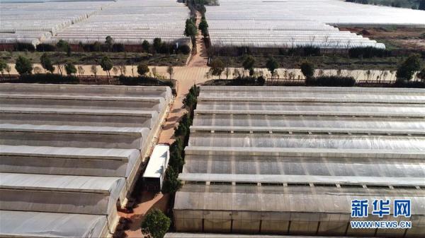 從云南田間到泰國花店——云南鮮花的南洋之旅