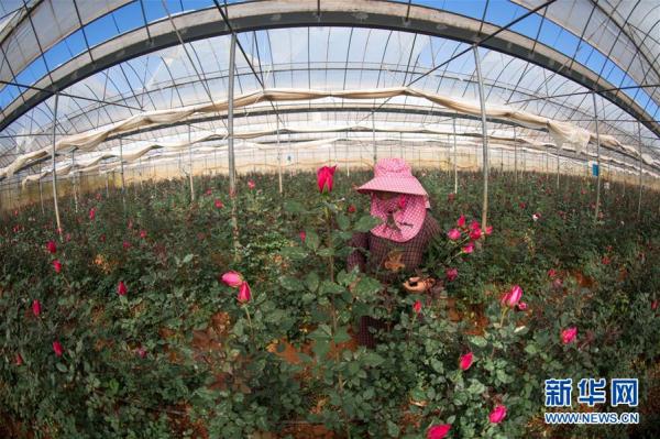 從云南田間到泰國花店——云南鮮花的南洋之旅