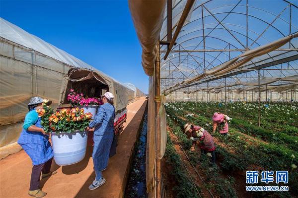 從云南田間到泰國花店——云南鮮花的南洋之旅