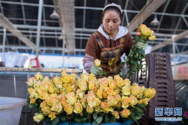 從云南田間到泰國花店——云南鮮花的南洋之旅