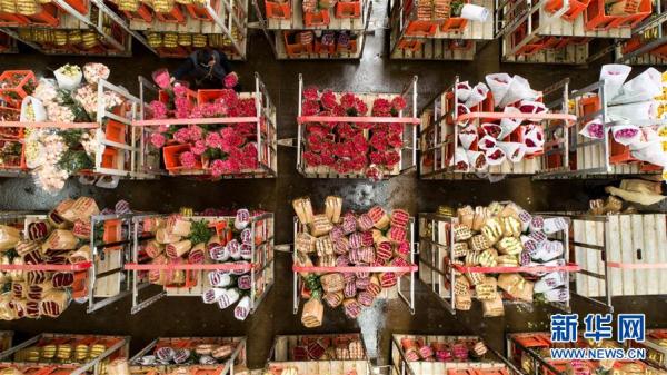 從云南田間到泰國花店——云南鮮花的南洋之旅