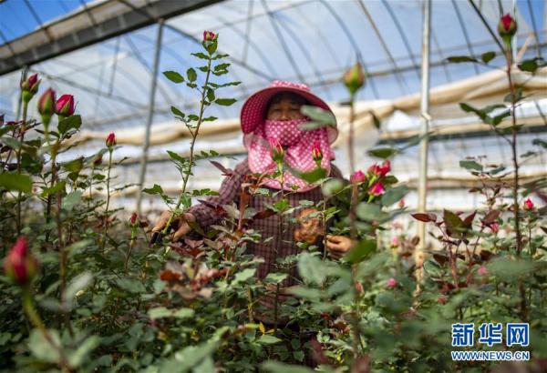 從云南田間到泰國花店——云南鮮花的南洋之旅