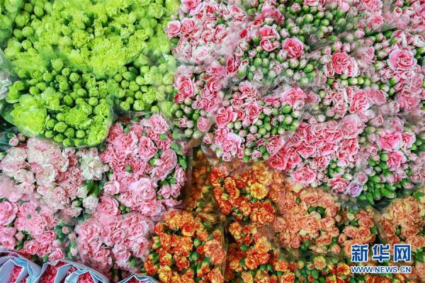 從云南田間到泰國花店——云南鮮花的南洋之旅