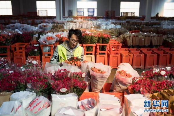 從云南田間到泰國花店——云南鮮花的南洋之旅