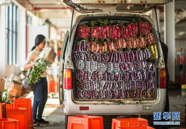 從云南田間到泰國花店——云南鮮花的南洋之旅