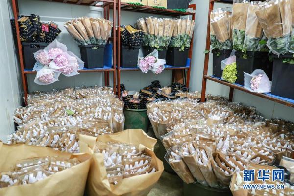 從云南田間到泰國花店——云南鮮花的南洋之旅