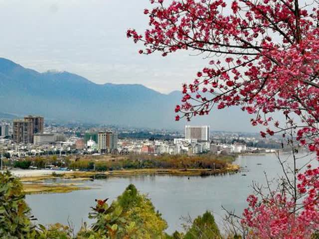 打好“綠色”牌，美麗大理要更美 秦蒙琳攝5