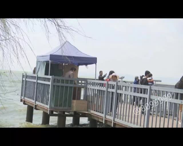 老板留下鷗糧供游客投喂1