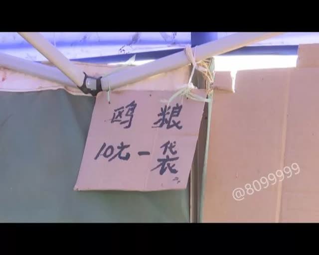 老板留下鷗糧供游客投喂2