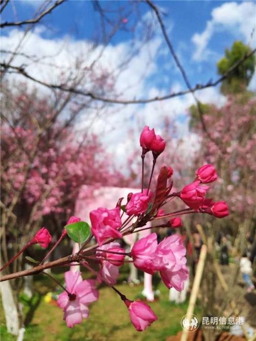 垂絲海棠綻放。