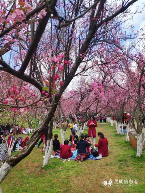 垂絲海棠大道。