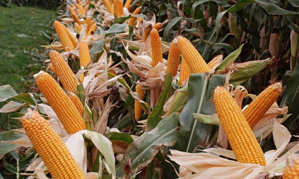 種子節(jié) 種子節(jié)