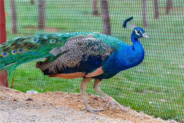 downLoad-20190304202836_副本1