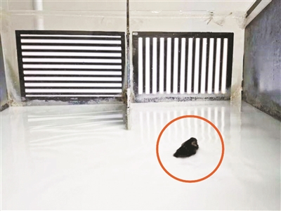 “夜視眼藥水” 治色盲有戲