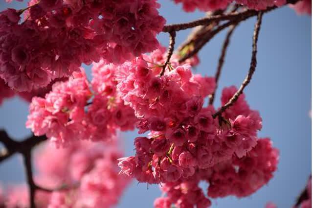 大理大學(xué)櫻花2