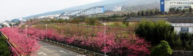 大理大學(xué)櫻花3