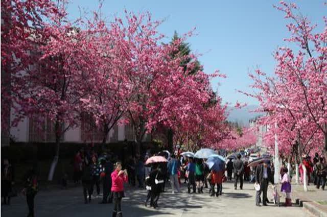 大理大學(xué)櫻花5