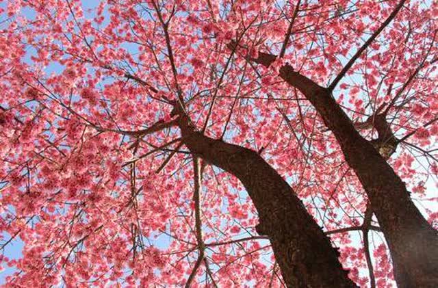 大理大學(xué)櫻花6