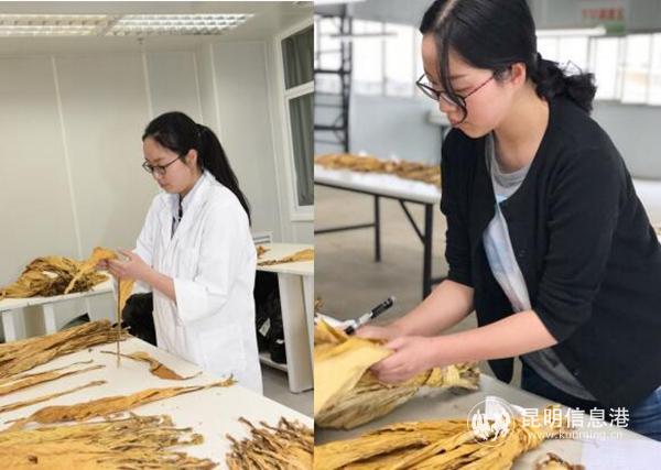 正在參加煙葉評(píng)級(jí)工作的潘泉冰 正在參加煙葉評(píng)級(jí)工作的潘泉冰