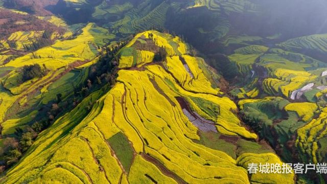 羅平 馬街梯田油菜花風景美到爆