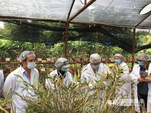 圖3 科研團(tuán)隊(duì)在瑞麗干邦亞石斛林木種源庫考察 圖3 科研團(tuán)隊(duì)在瑞麗干邦亞石斛林木種源庫考察