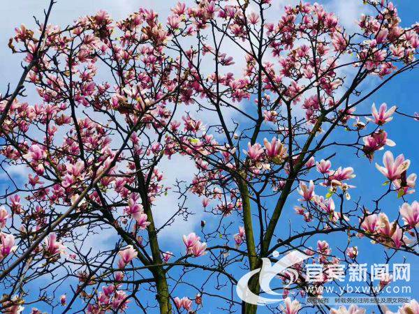 微信圖片_20190312142447