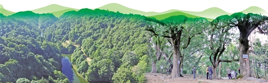 天然氧吧 天然氧吧