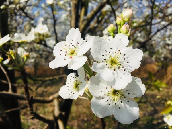 圖6：美麗的梨花