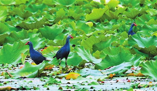 2019031805_res03_attpic_brief 2019031805_res03_attpic_brief