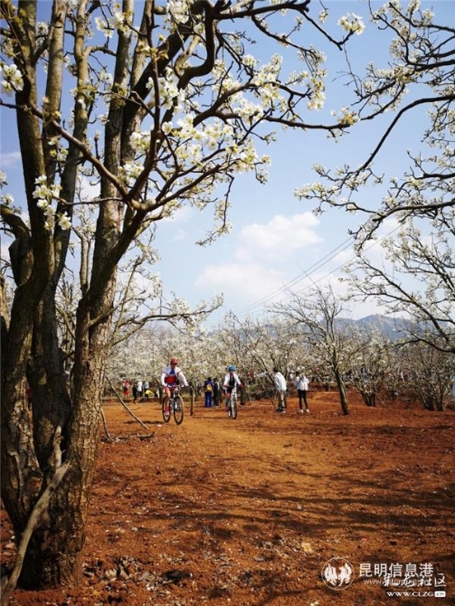 6、梨園下運(yùn)動(dòng)。彩龍社區(qū)網(wǎng)友@琪琪的媽媽 攝。