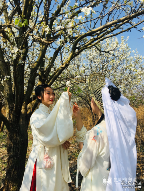 7、梨花下的賞花美女，仿佛帶人穿越了時(shí)光。彩龍社區(qū)網(wǎng)友@DQ熊貓 攝。