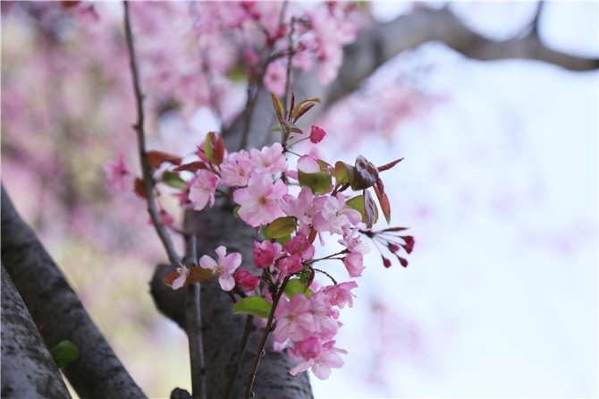 云南民大附中:姹紫嫣紅鬧校園 云南民大附中:姹紫嫣紅鬧校園